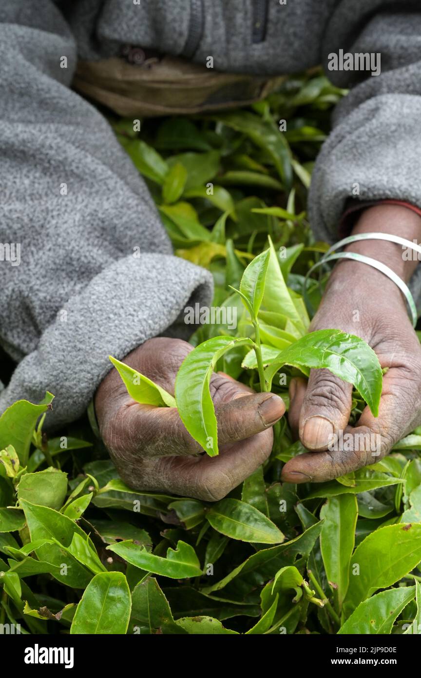 KENIA, Kimunye, Teeplantage, Frauen pflücken Teeblätter von Hand, zwei Blätter und eine Knospe / KENIA, Kimunye, Teegarten, Frauen pflücken Teeblätter, zwei Blätter und eine Knospe Stockfoto