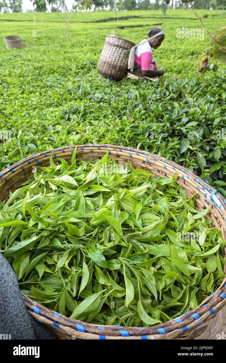 KENIA, Kimunye, Teeplantage, Frauen pflücken Teeblätter von Hand / KENIA, Kimunye, Teegarten, Frauen pflücken Teeblätter Stockfoto