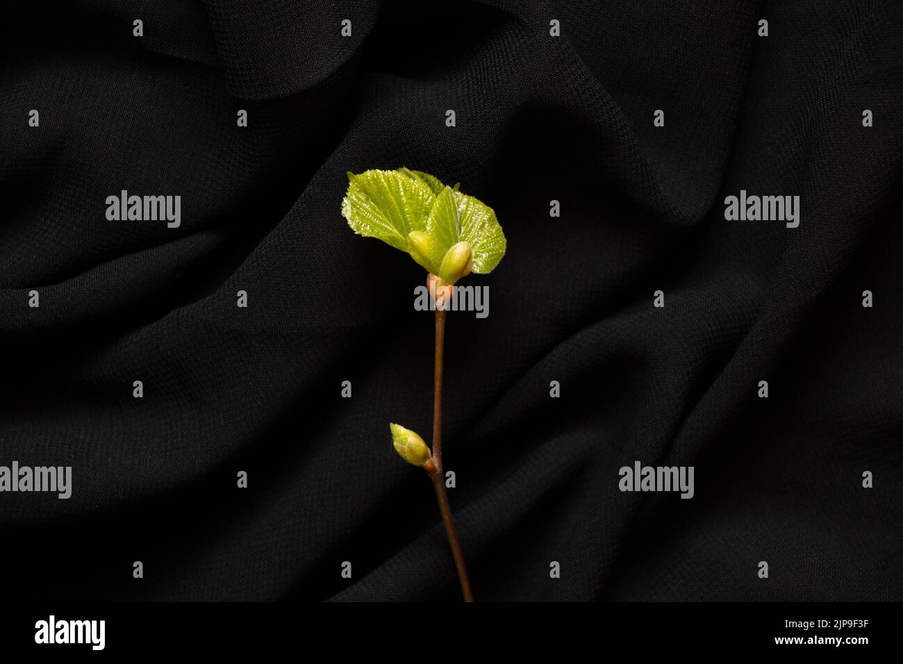 Ein Zweig aus einer Linde mit grünen jungen Blättern im Frühjahr liegt auf einem schwarzen Hintergrund, Natur und Ökologie Stockfoto