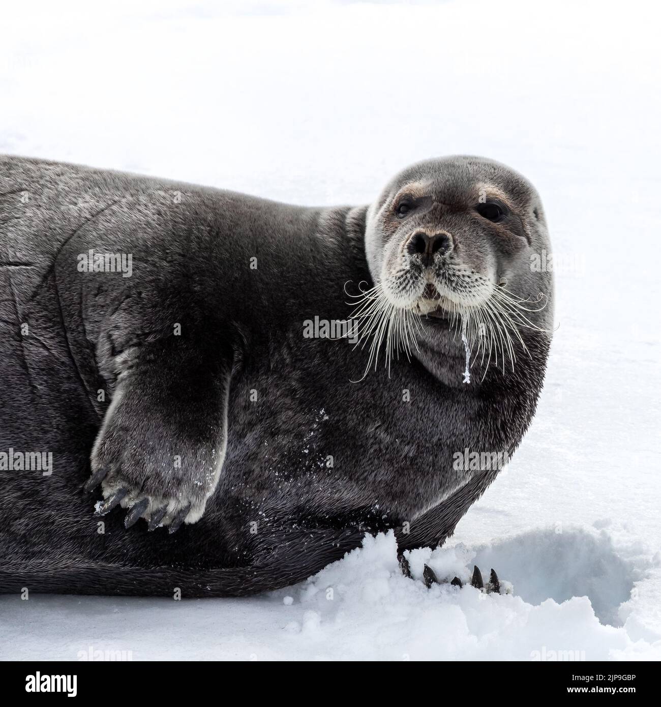 Erwachsen bärtige Robbe, Erignathus barbatus, ruht auf dem schnellen