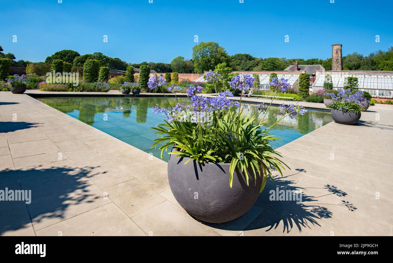 Agapanthus am Rande einer Wasseranlage an der RHS Bridgewater in Worsley, Salford, Greater Manchester. Stockfoto