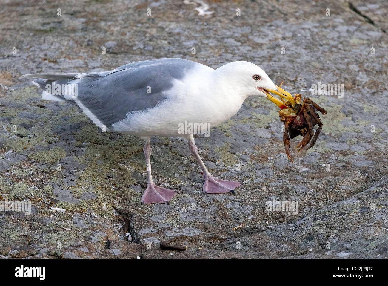 Waldmöwe (Larus glaucescens), die eine Krabbe frisst. Saxe Point Park in der Nähe von Victoria, Vancouver Island, British Columbia, Kanada Stockfoto