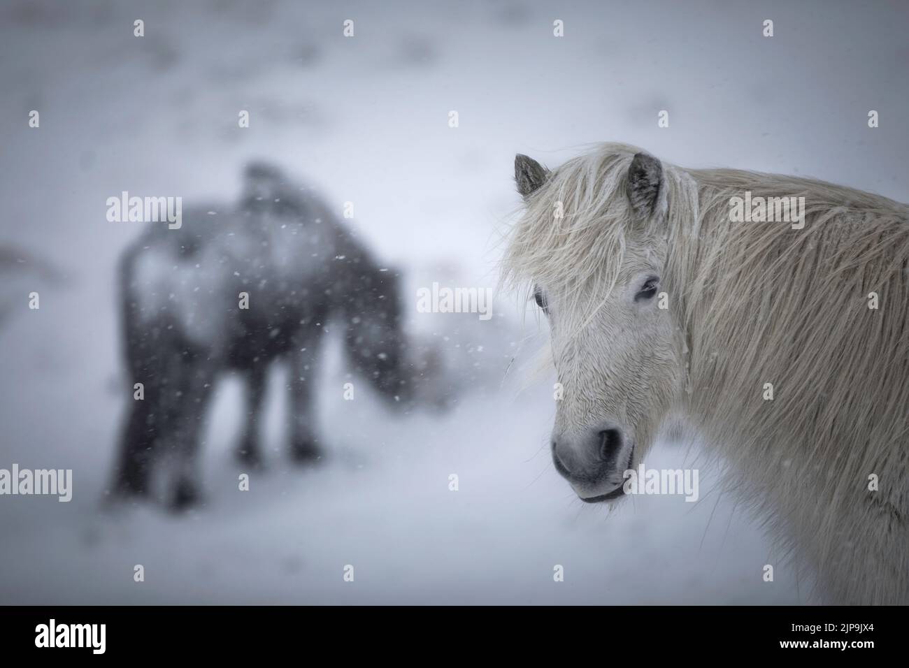 isländisches Pferd, isländische Pferde Stockfoto