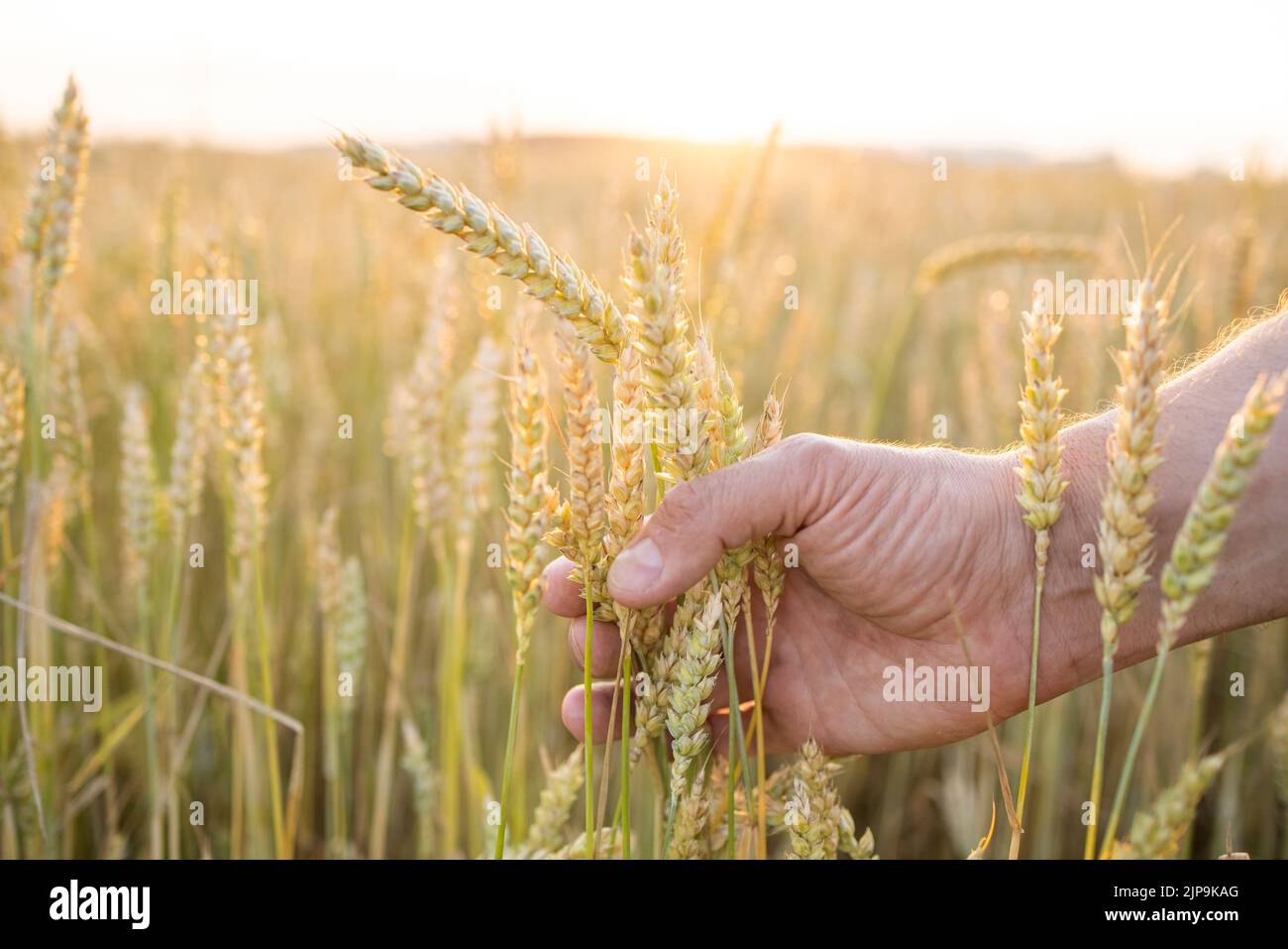 Weizen, Roggen in den Händen eines Bauern. Anbau von Kulturpflanzen. Gelbgoldene ländliche Sommerlandschaft. Stockfoto