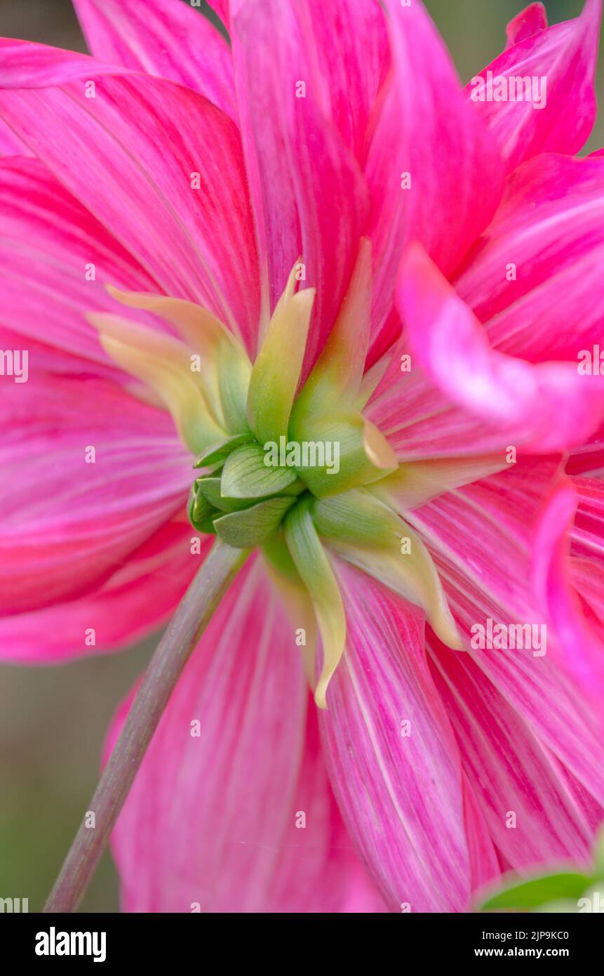 Eine leuchtend rosa Dahlienblüte, die von hinten betrachtet wird. Stockfoto