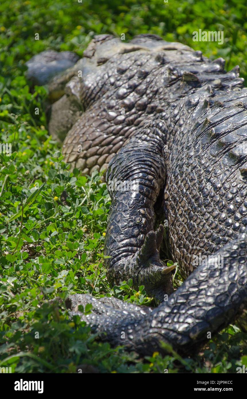 Nahaufnahme des Vorderbeins eines sich sonnenden Alligators, während das Tier in einer entspannten Haltung liegt. Stockfoto