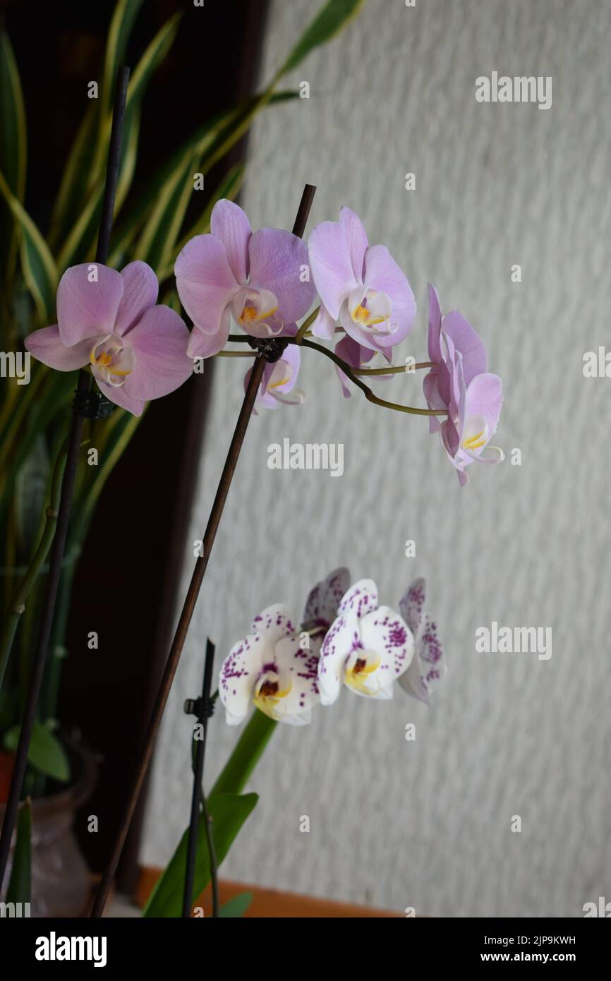 Orchideen Stockfoto