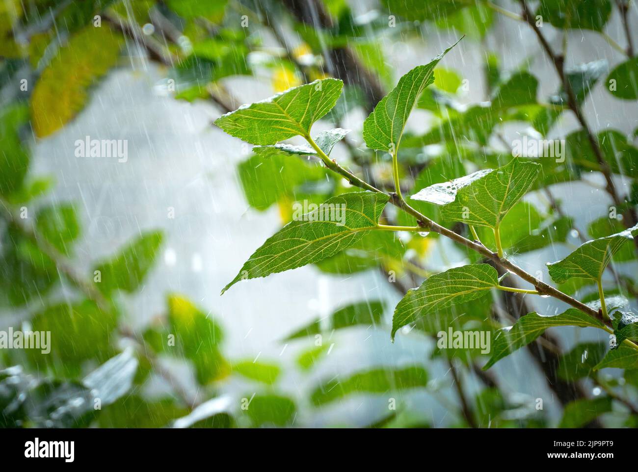 Sommerregen fällt in Linien auf grüne Blätter Stockfoto