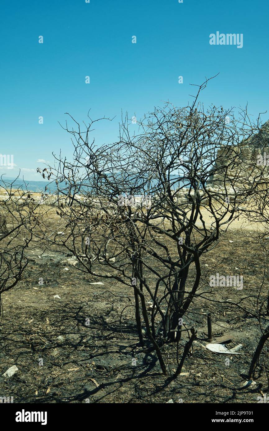 Überreste eines verkohlten Busches, der im Sommer in Korinth durch Waldbrände verursacht wurde Stockfoto