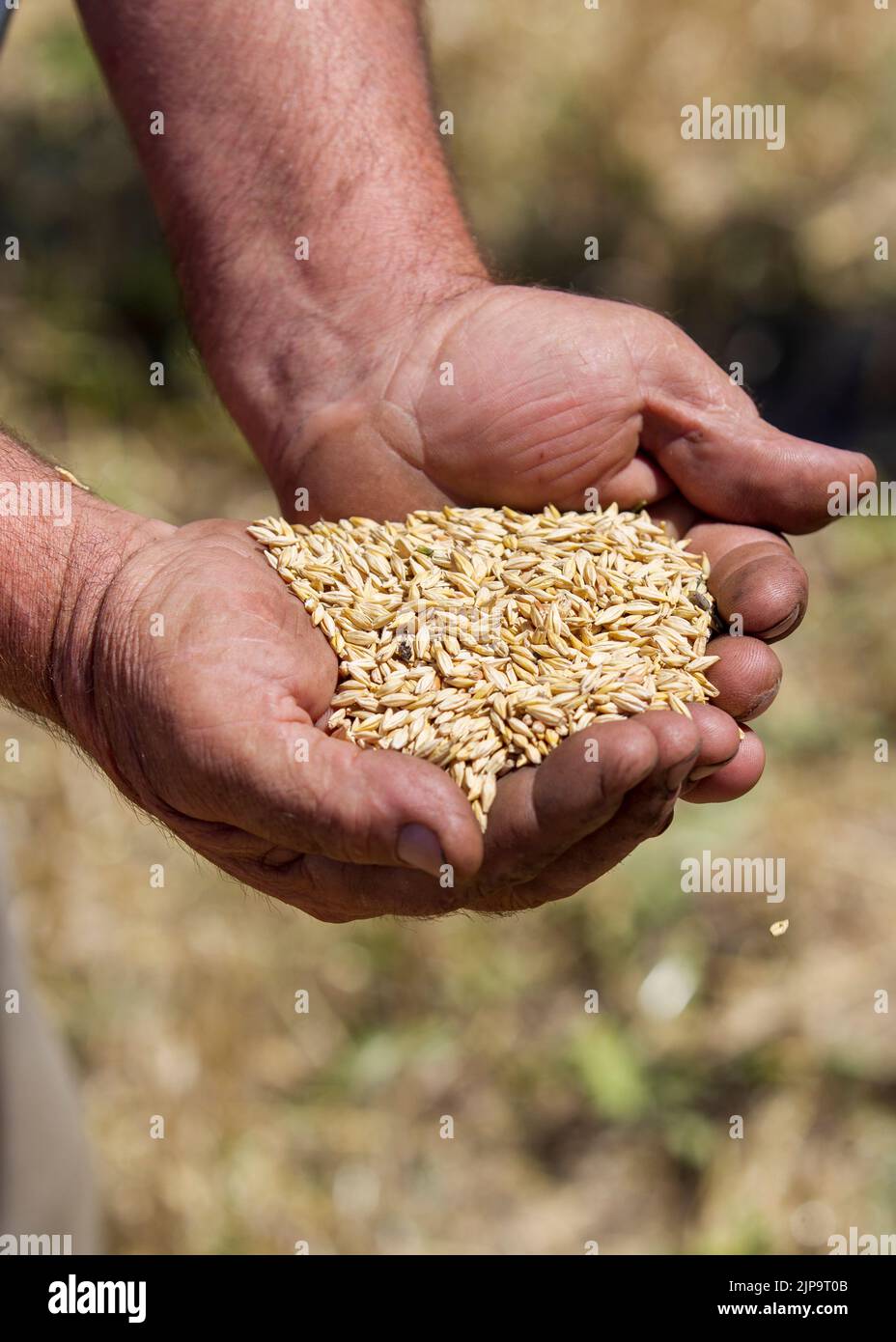 Vertikale Aufnahme von männlichen Händen mit Gerstenkörnern. Stockfoto