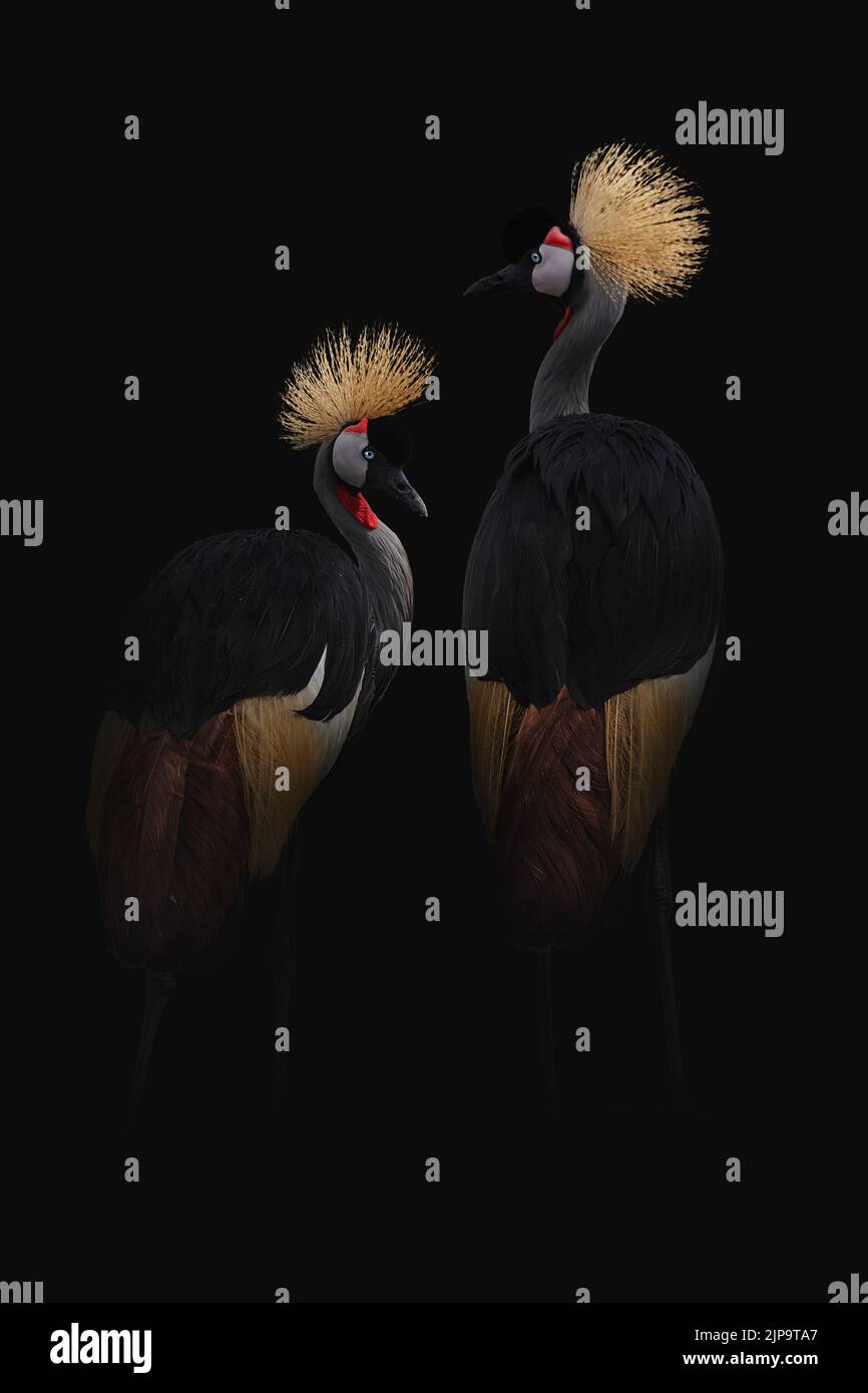 Gekrönter Kran, balearica pavonina, gekrönte Kraniche Stockfoto