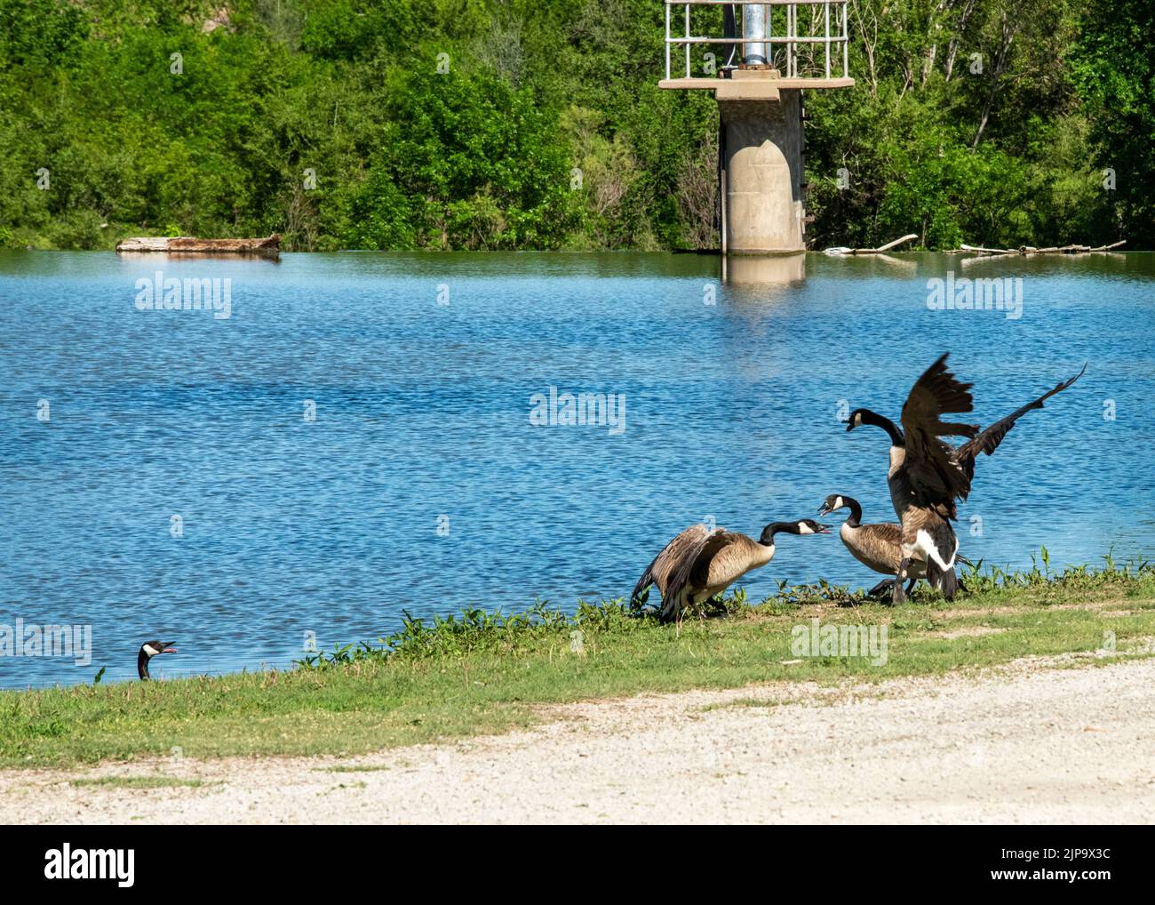 Kanadische Gänse kämpfen am Flussufer des Ellis Lakeside Campground in Ellis, Kansas Stockfoto