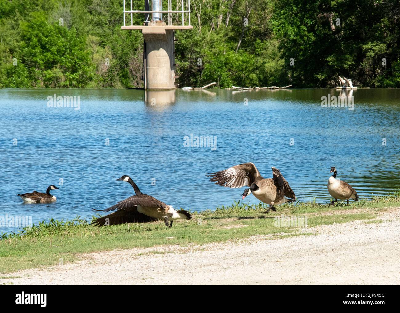 Kanadische Gänse kämpfen am Flussufer des Ellis Lakeside Campground in Ellis, Kansas Stockfoto