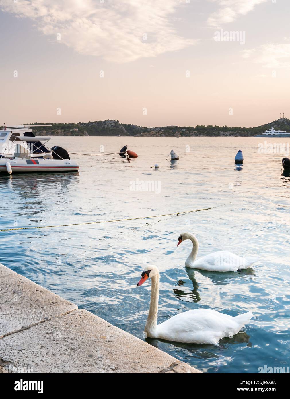 Der weiße Schwan schwimmt an der Adria im Hafen in der Nähe der Stadt Sibenik, Kroatien. Schöner TierVogel, magischer Sonnenuntergang. Stockfoto