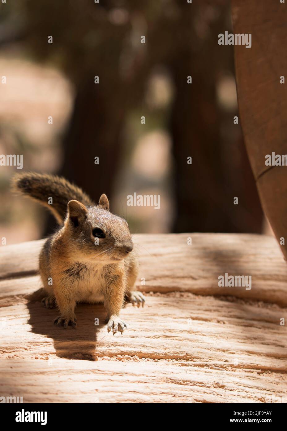 Bryce Canyon Stockfoto