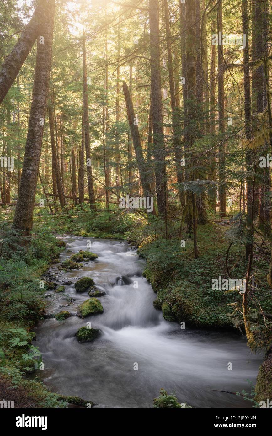 Morgenlicht strömt über einem friedlich fließenden Bach in Oregon in einen verzauberten Wald Stockfoto