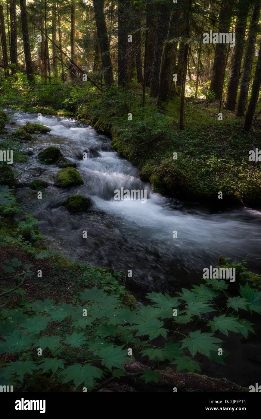 Üppiges grünes Laub umgibt einen friedlich fließenden Bach in einem wunderschönen verzauberten Wald von Oregon Stockfoto