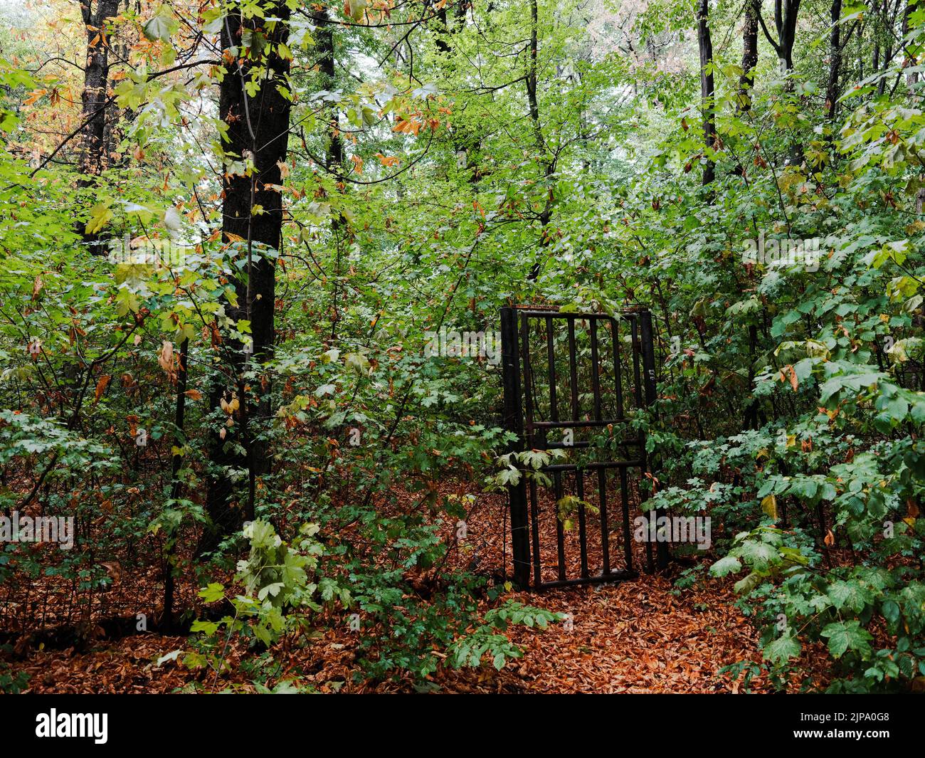 Ein geschlossenes Tor mitten im Wald Stockfoto