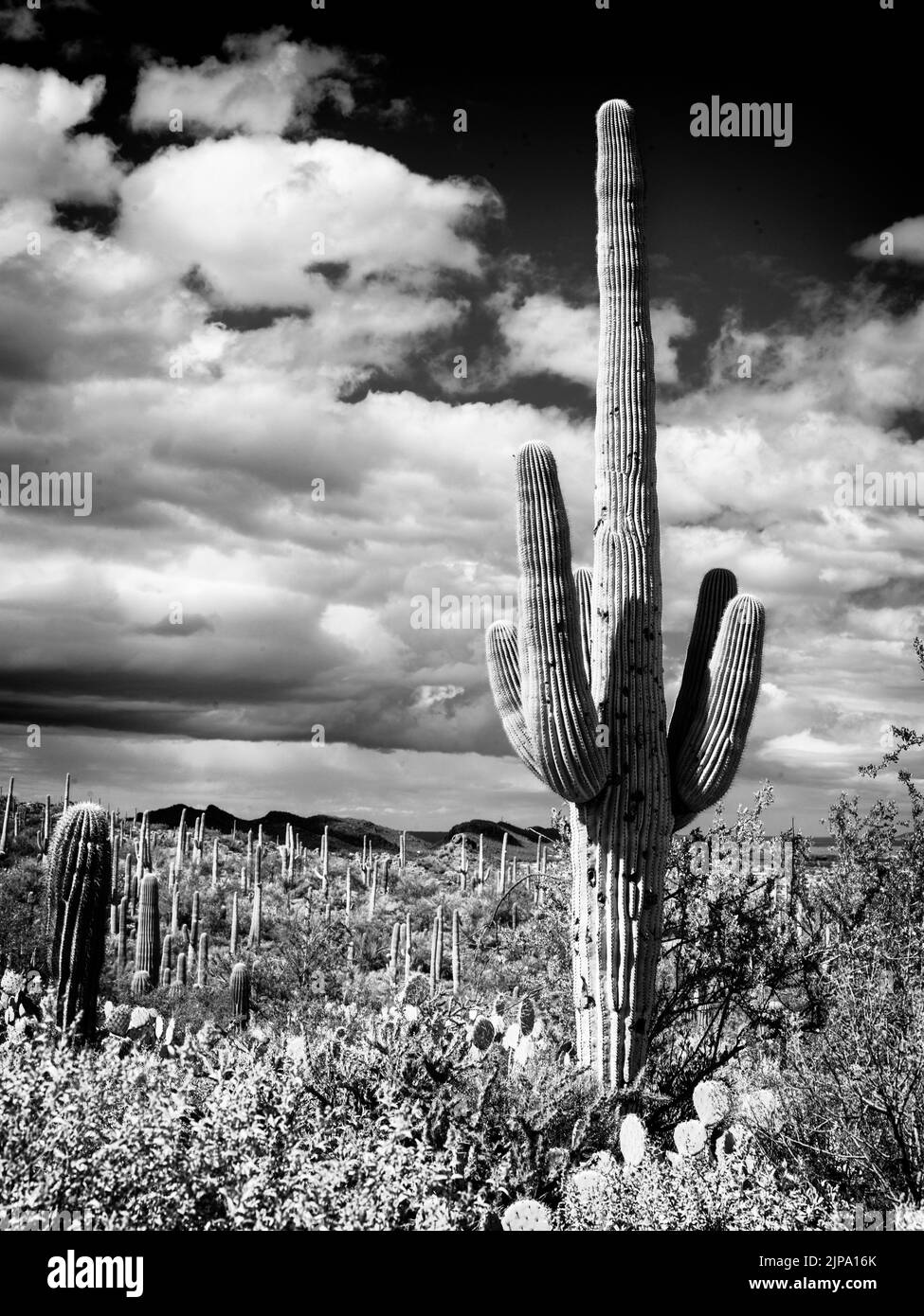 Saguaro National Park, West Tucson, Arizona, USA, USA Stockfoto