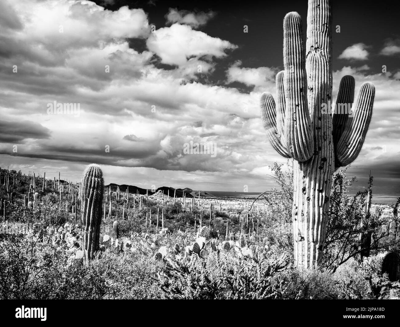 Saguaro National Park, West Tucson, Arizona, USA, USA Stockfoto