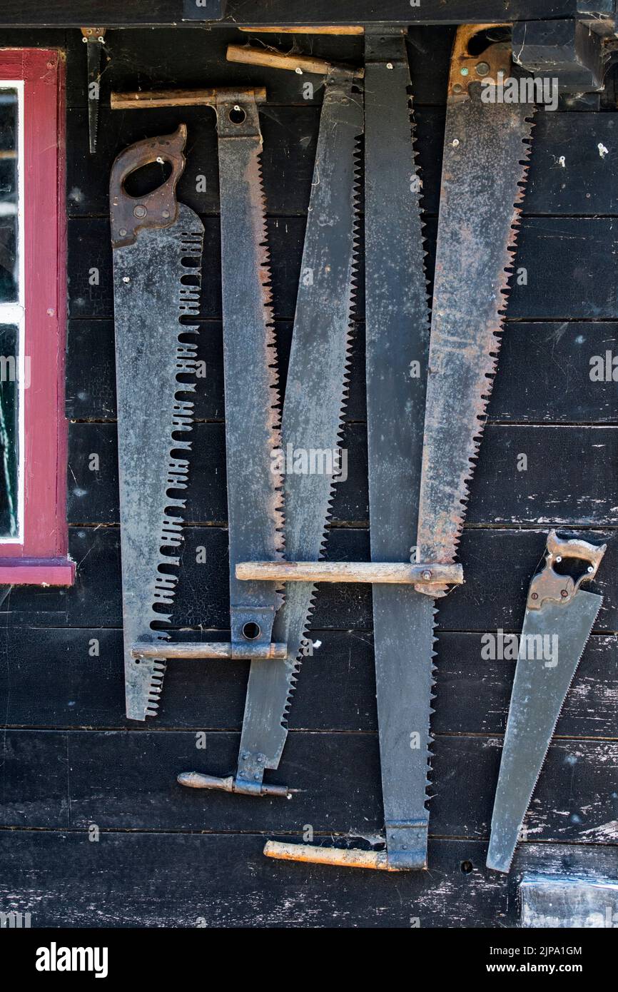 Sammlung von antiken zwei-Mann-Sägen und alte Quersägen / Taufsäge zum Schneiden von Holz hängen an der Wand des alten Sägewerks / Holzhof Stockfoto