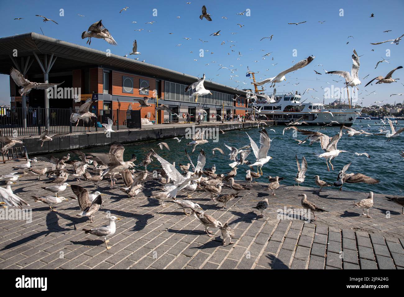 Möwen sahen, wie sie sich von den weggeworfenen Speiseresten aus Restaurants ernährten, die an der Küste in der Nähe des Kazakoy, dem Pier von City Lines in Istanbul, zurückgelassen wurden. Stockfoto
