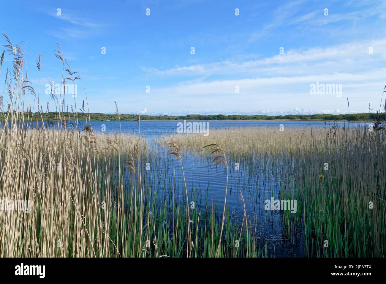 Kenfig Pool, umsäumt von Schilf (Phragmites australis), Kenfig NNR, Glamorgan, Wales, Vereinigtes Königreich, Mai. Stockfoto