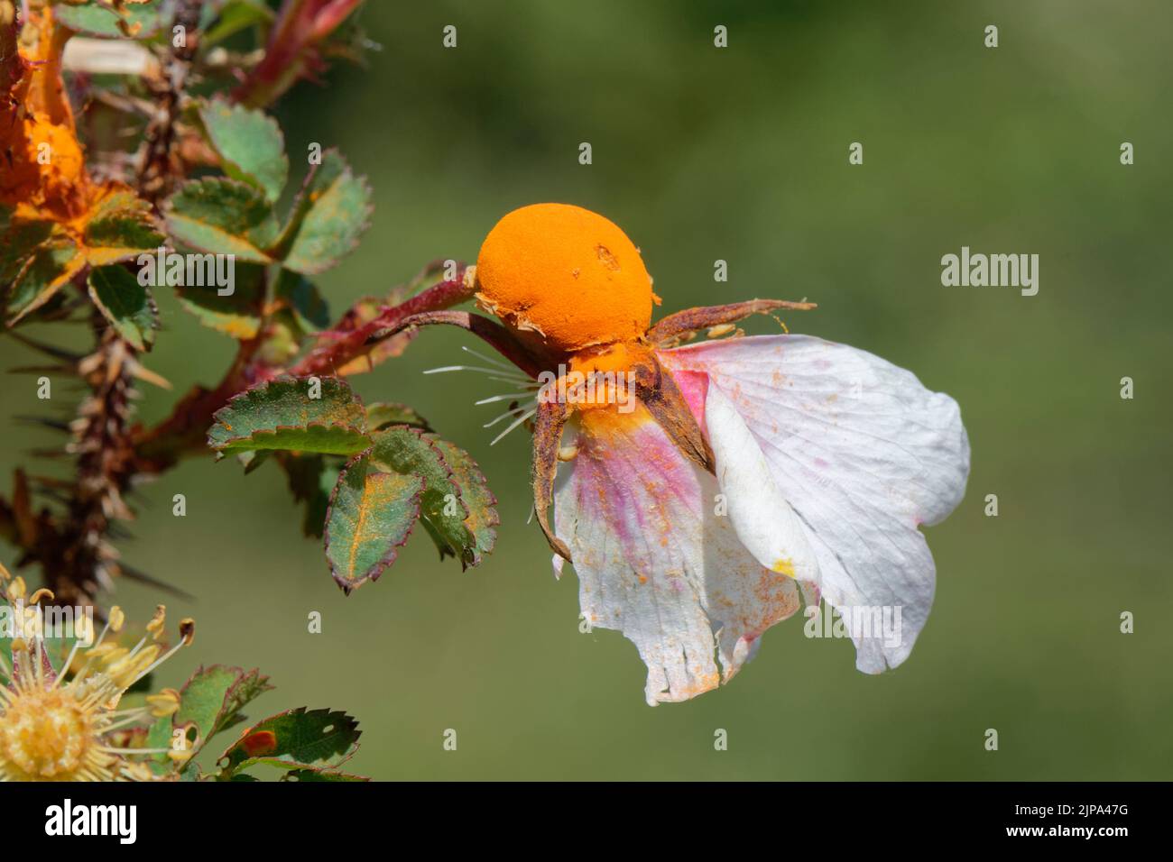Burnett Rose (Rosa pimpinellifolia) bedeckt mit Rostpilz (Phragmidium rosae-pimpinellifoliae), auf Dünen, Kenfig NNR, Glamorgan, Wales, Großbritannien, Juni. Stockfoto