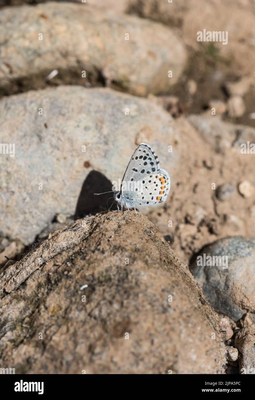 Eastern Checked Blue (Pseudophilotes vicrama) Stockfoto