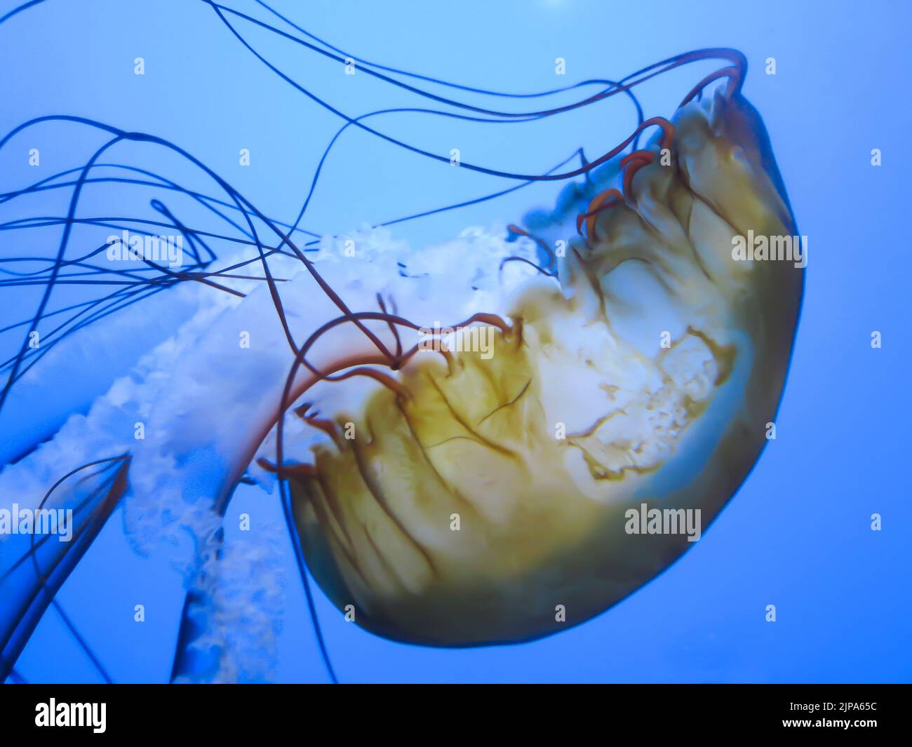 Seekessel im Steinhart Aquarium, California Academy of Sciences, San Francisco Stockfoto