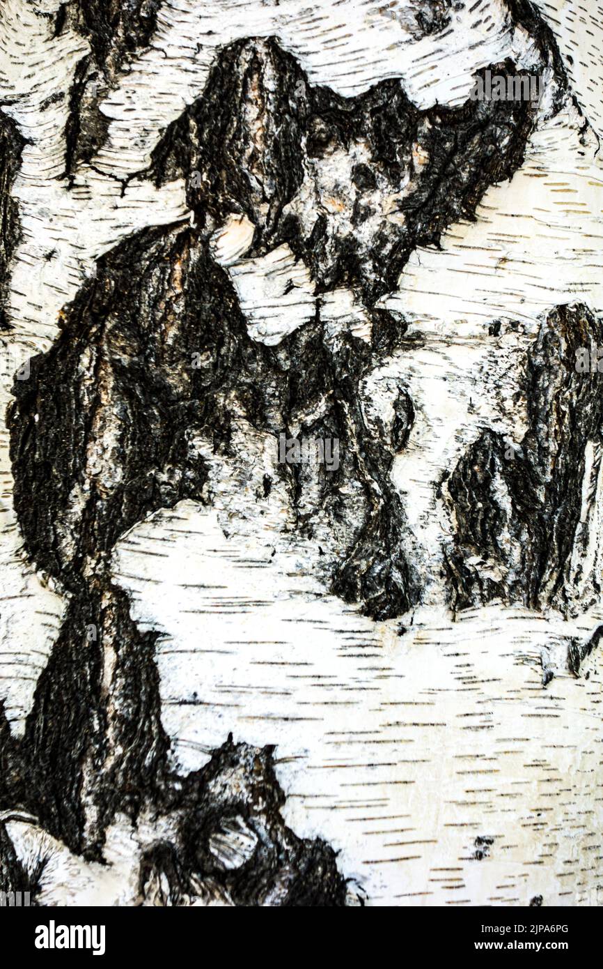 Nahaufnahme der Rinde einer weinenden Birke oder einer weißen Birke, Denver, Colorado, USA Stockfoto