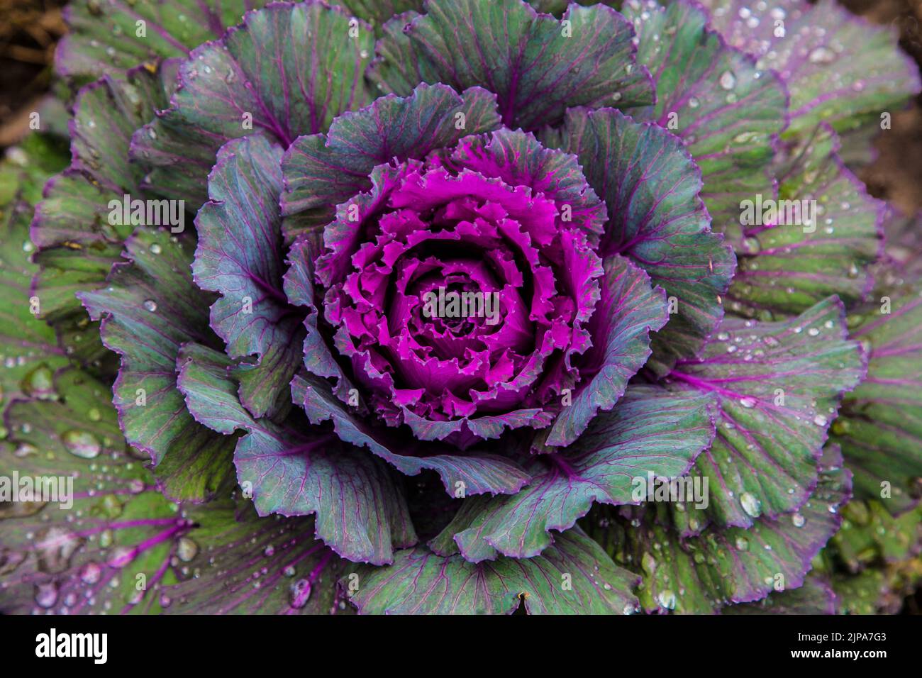 Farbenfrohe Herbst-Nahaufnahme von rosa Pastell Ornamental Kohl mit Regentropfen, Vermont, USA US VT New England Herbst Farbe Herbst Garten regen Stockfoto