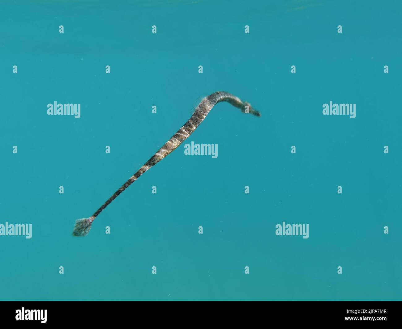 Griechenland Nafplio, Dienstag, 16. August 2022. Trompeten oder