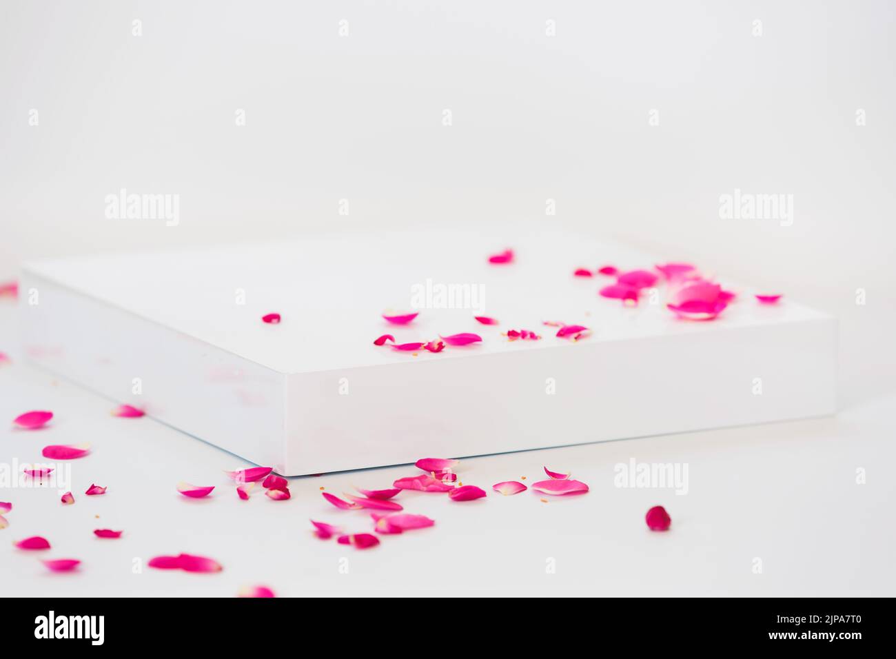 Leeres Podium mit Rosenblüten auf weißem Hintergrund. Abstrakter Hintergrund für Produktpräsentation, Geschenk oder Kosmetik Stockfoto