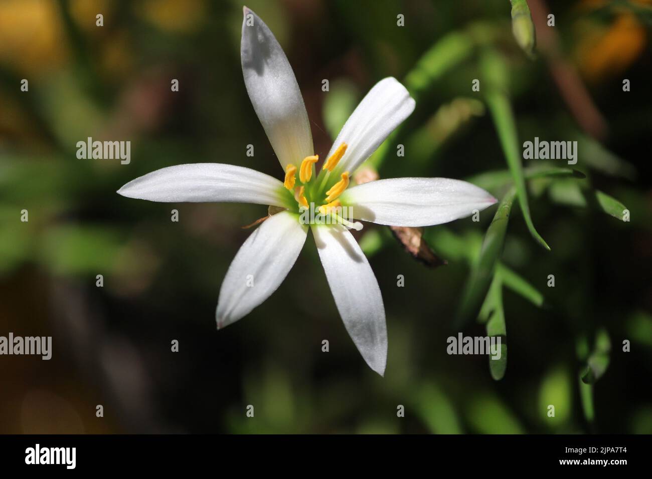 Lilie Des Weißen Regens Stockfoto