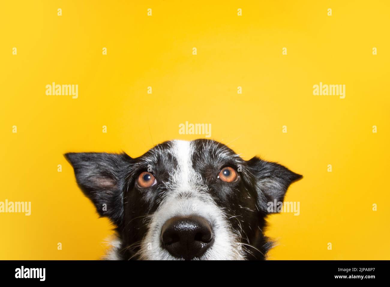 Portrait Border Collie clos-up beim Blick auf die Kamera. Isoliert auf gelbem Hintergrund Stockfoto