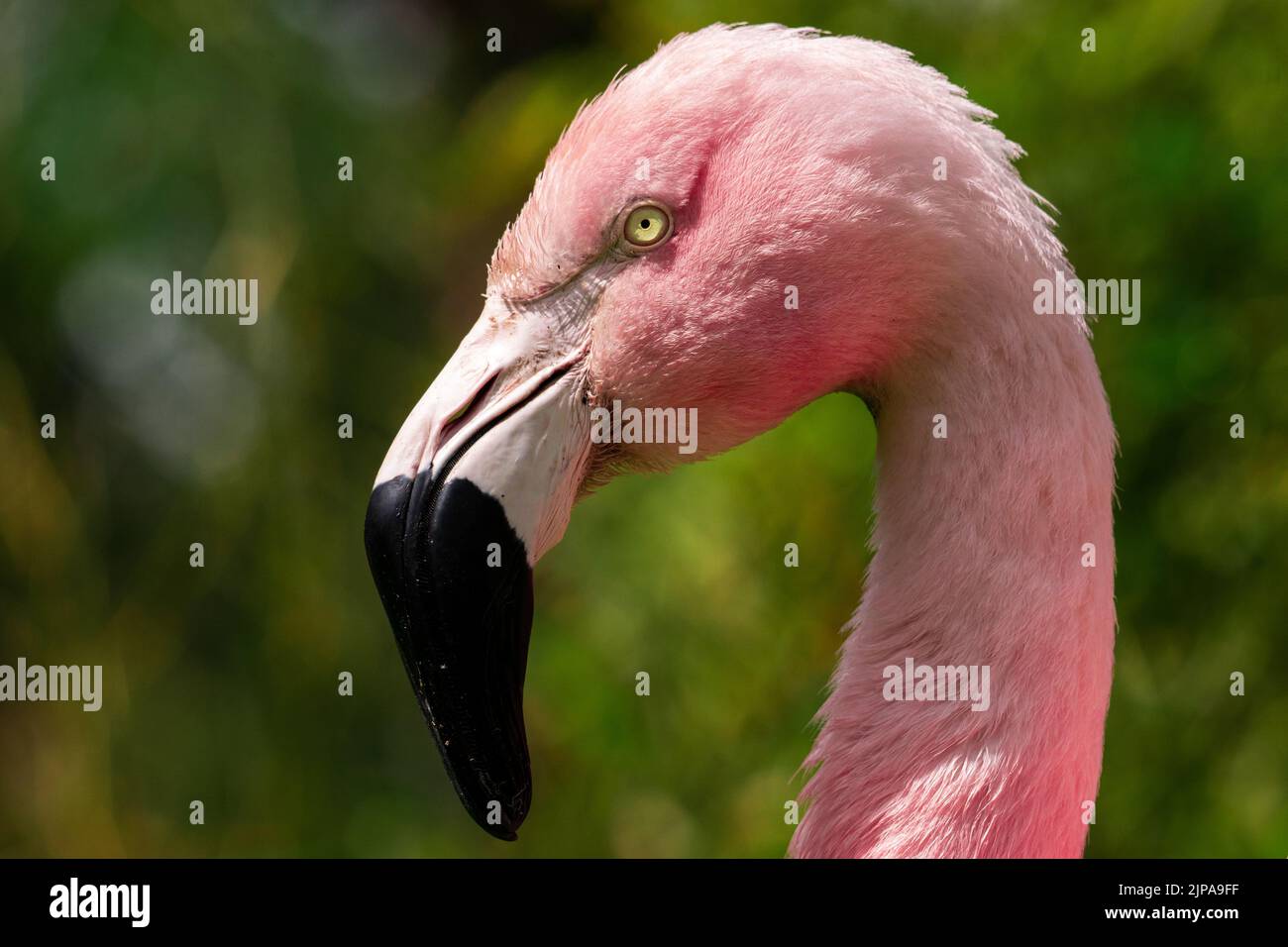 Eine Porträtaufnahme eines wunderschönen rosa chilenischen Flamingos mit tiefem schwarzen Schnabel und gelben Augen, die gerade und mit ernstem Gesichtsausdruck aussehen Stockfoto