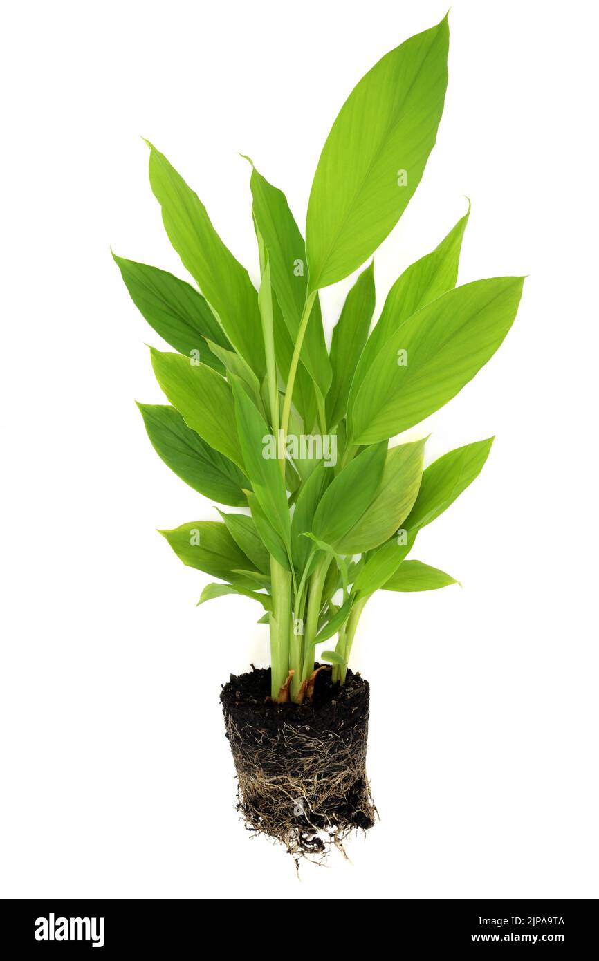 Kurkuma-Pflanze mit freiliegenden Erdwurzeln. Bio-Gartenbau landwirtschaftliche Produkte. Wurzel hoch in Polyphenolen, Flavonoide, Antioxidantien. Stockfoto