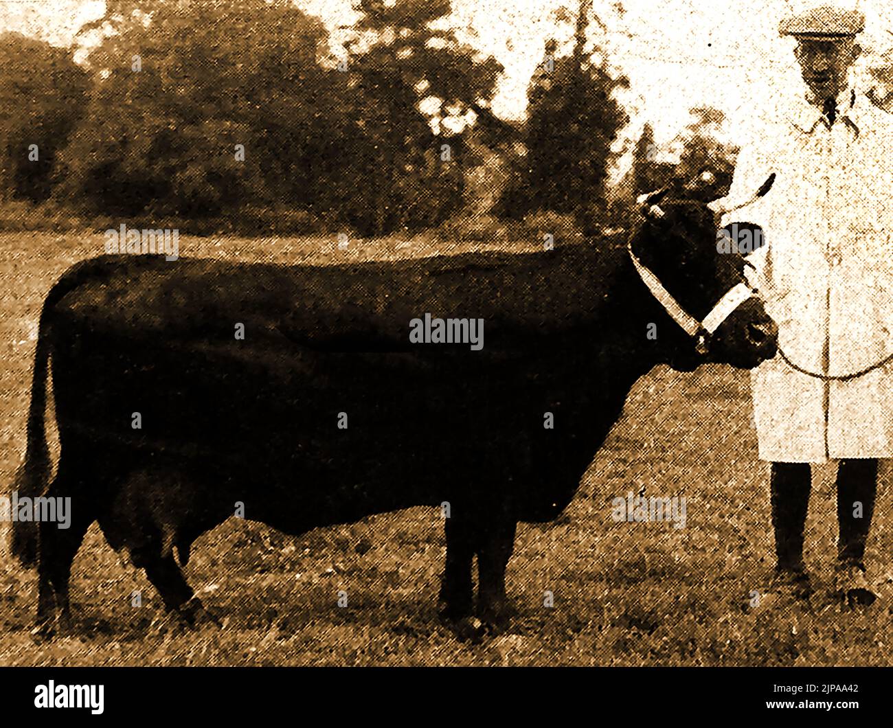 Britische Rinderrassen - Eine Illustration einer Dexter-Kuh aus den 1930er Jahren Stockfoto