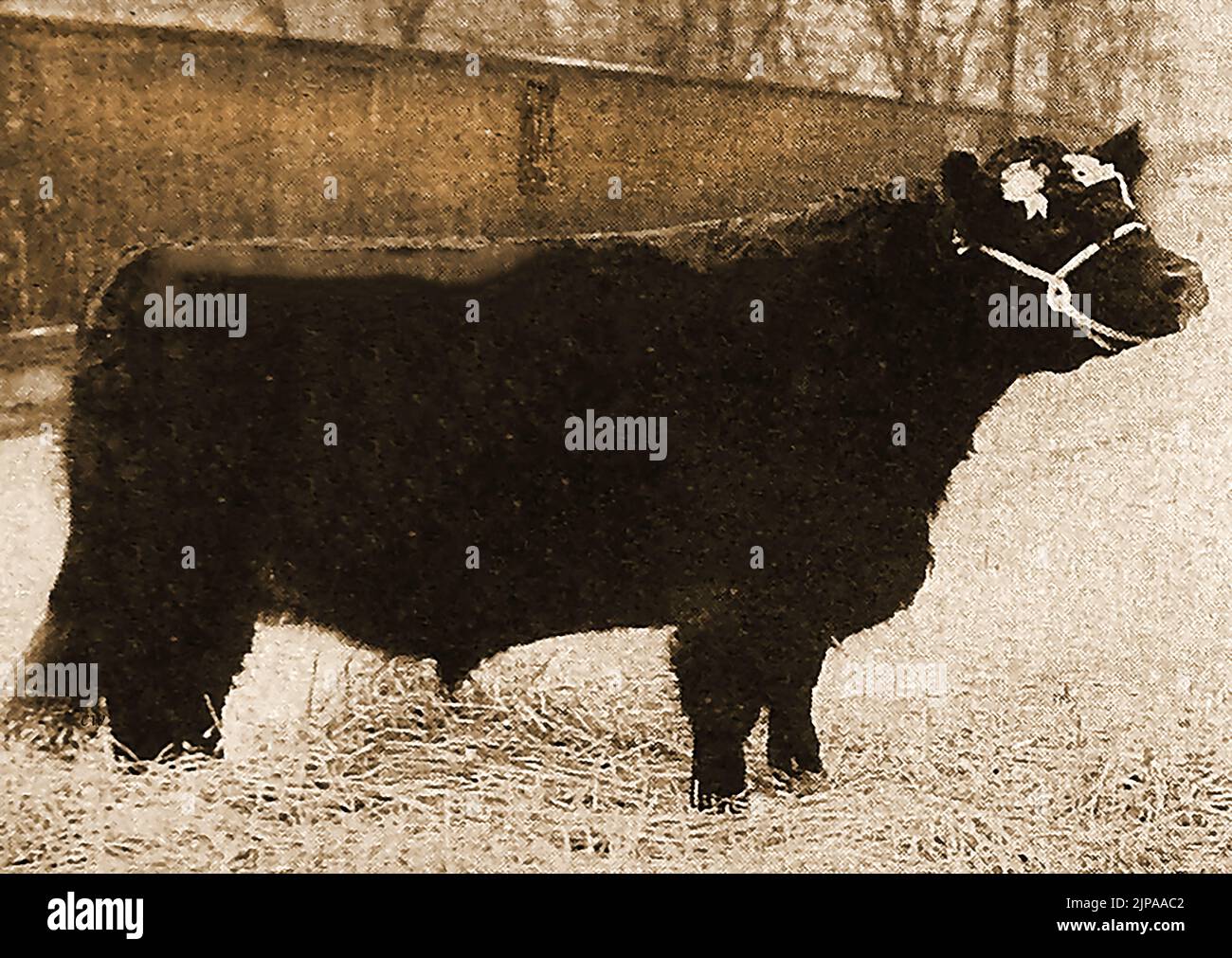 Britische Rinderrassen - Eine Illustration eines Galloway-Steers aus den 1930er Jahren Stockfoto