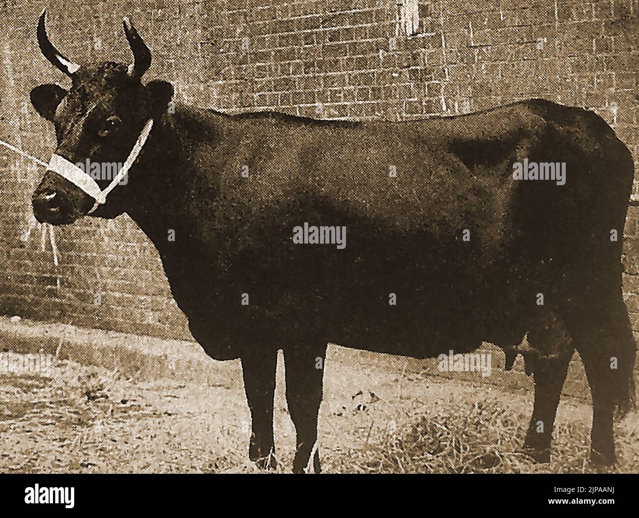Britische Rinderrassen - Eine Illustration einer Kerry-Kuh aus den 1930er Jahren Stockfoto
