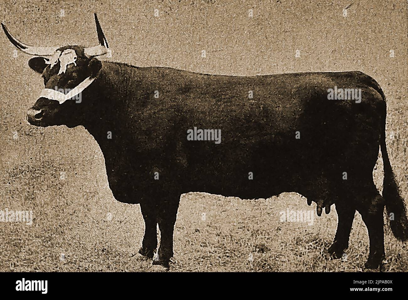 Britische Rinderrassen - Eine Illustration einer walisischen Kuh aus den 1930er Jahren Stockfoto