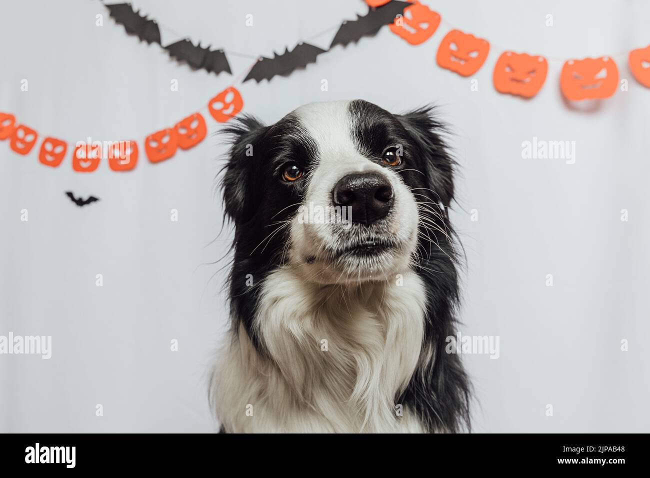 Trick or Treat-Konzept. Lustige Welpen Hund Border Collie auf weißem Hintergrund mit halloween Girlande Dekorationen. Vorbereitung für Halloween-Party Stockfoto