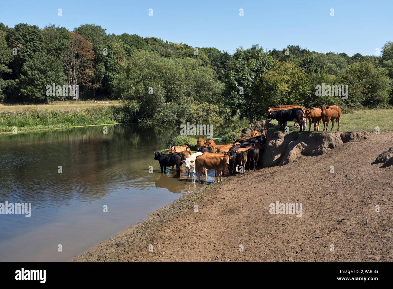 dh River Wharfe TADCASTER YORKSHIRE Kuh Herde nimmt Wasser in einem Fluss Sommerwetter britische Kühe Flüsse großbritannien Stockfoto