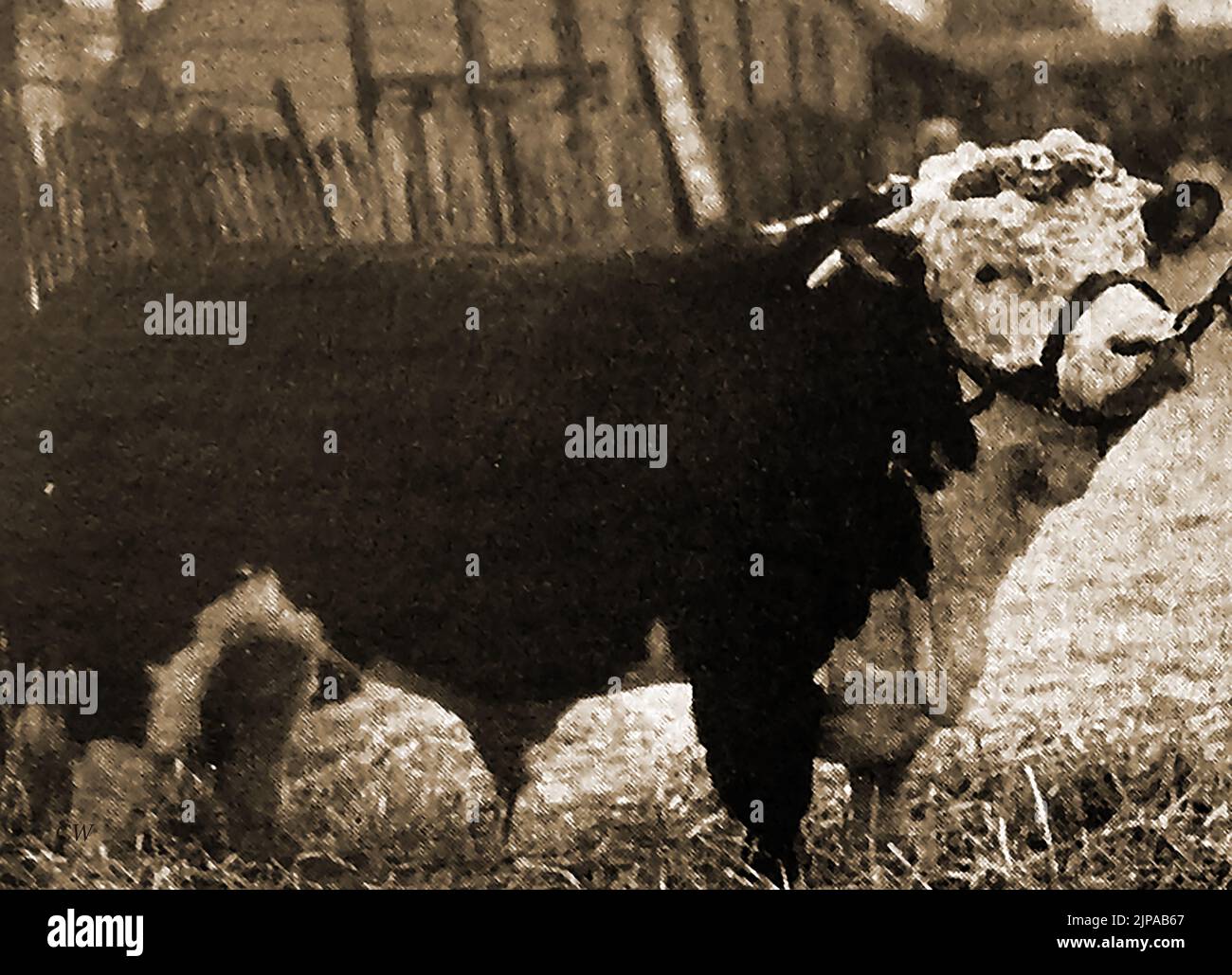 Britische Rinderrassen - Eine Illustration eines Hereford-Bullen aus den 1930er Jahren Stockfoto