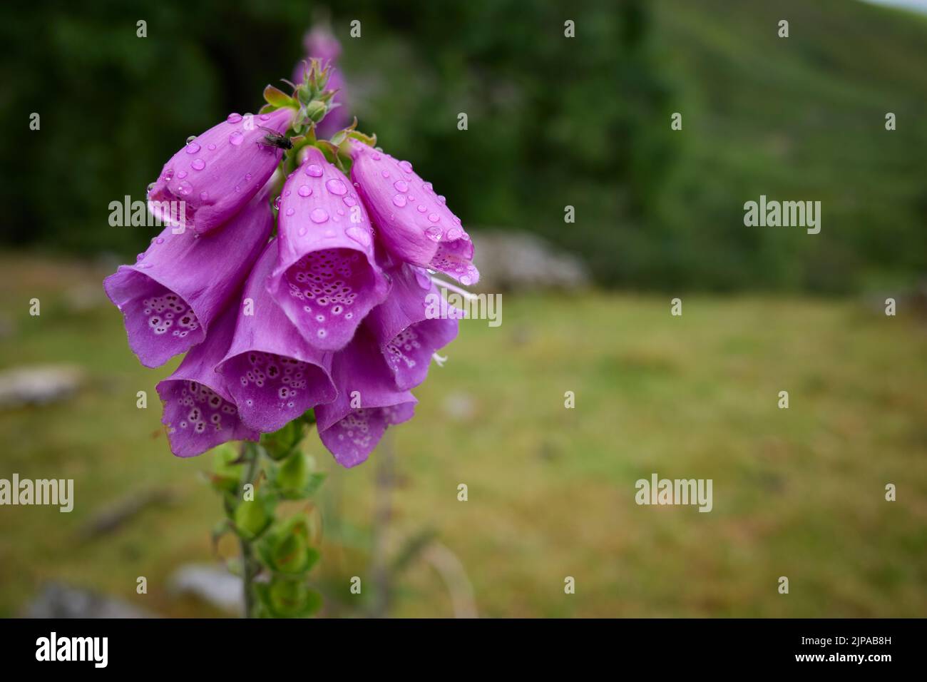 Ein gewöhnlicher Foxglove (Digitalis purpurea), fotografiert in der Nähe der aber Falls im Snowdonia National Park. Stockfoto