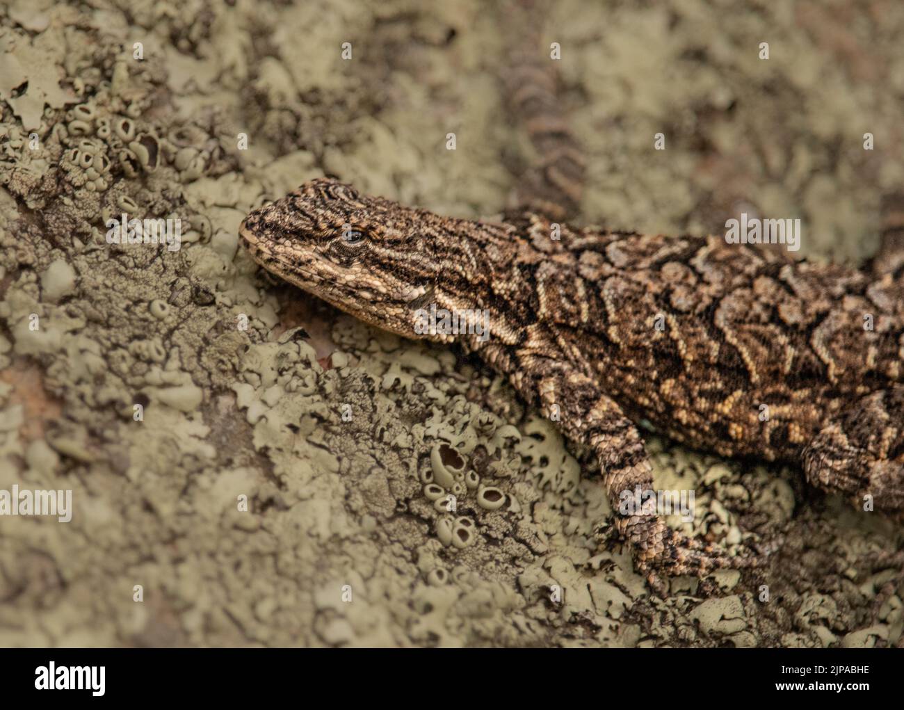 Nahaufnahme eines Echsenkopfes, der auf Felsen ruht Stockfoto