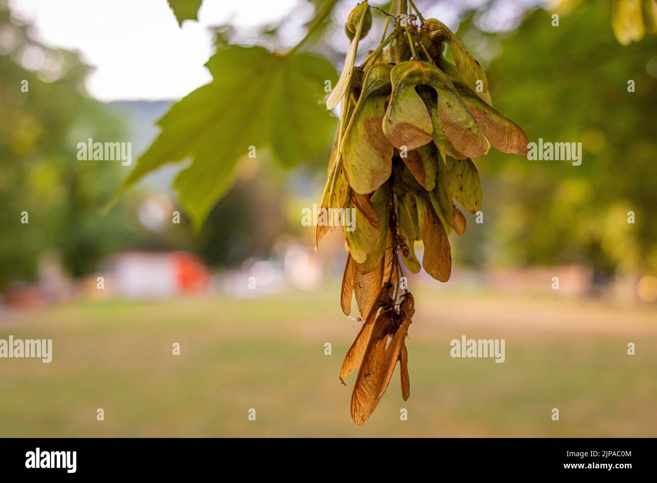 Früchte des Norwegenahorns (Acer platanoides) in einem Park im Spätsommer im Abendlicht Stockfoto