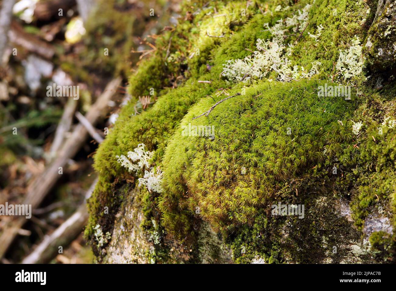 Felsen mit Moos und Flechten nassen borealen Wald Anfang des Frühlings Stockfoto