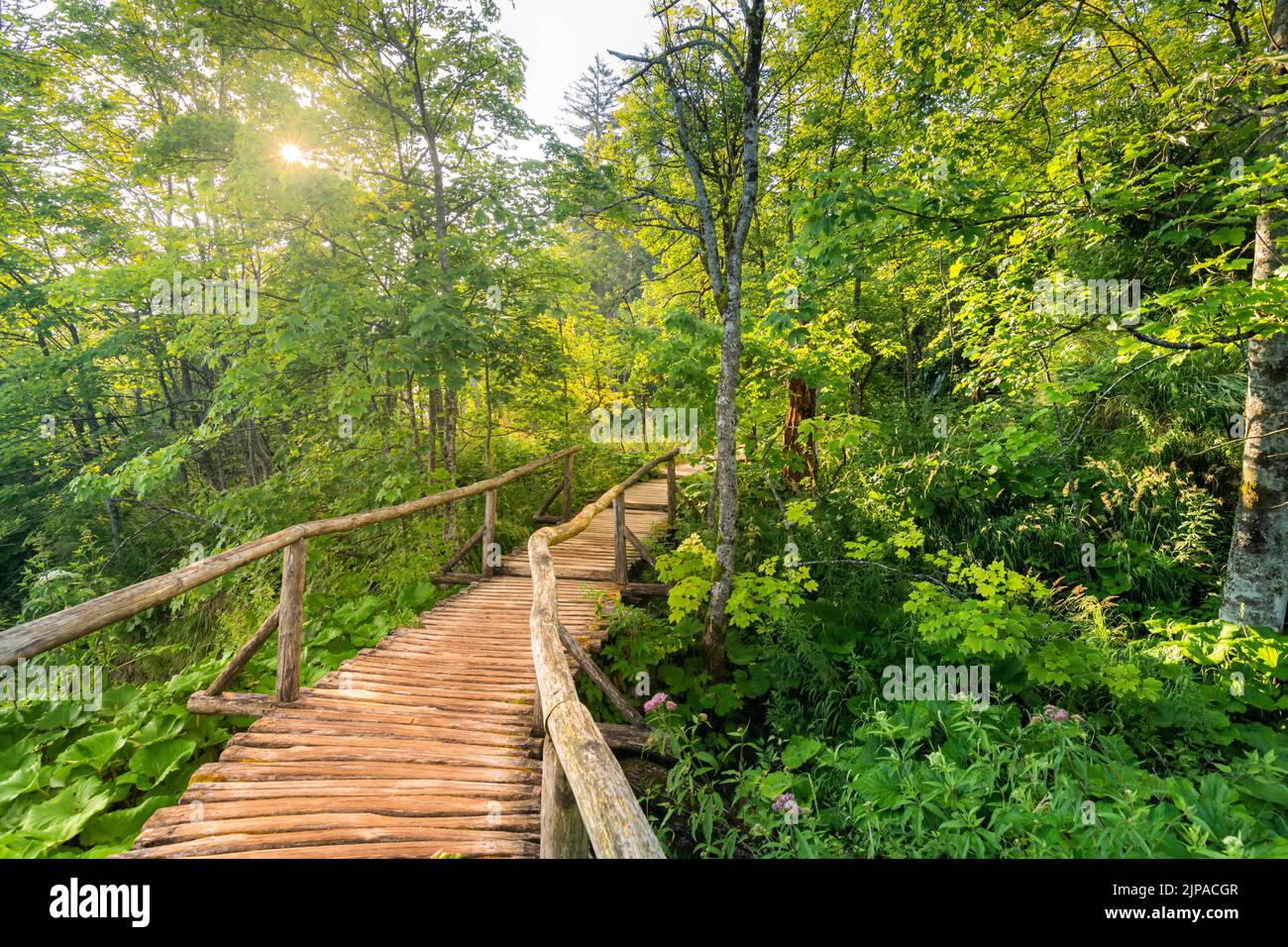 Hölzerner Wanderweg an den Plitvicer Seen. Tiefer Wald, weiches Licht. Stockfoto